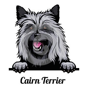 Head Cairn Terrier - dog breed. Color image of a dogs head isolated on a white background