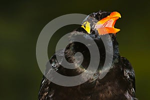 Head of a calling or twittering common hill myna with a bright orange-colored beak