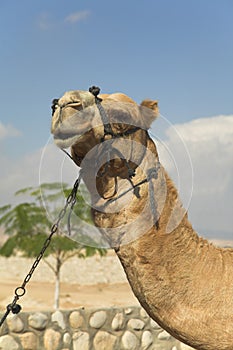 Head of a camel.