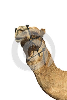 Head of a camel.