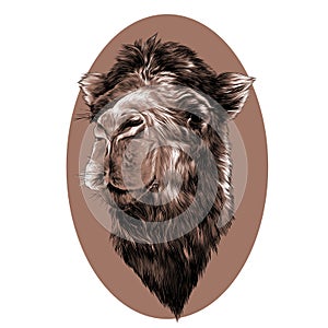Head camel