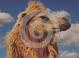 Head of a camel against the sky