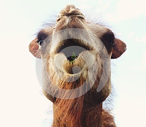 Head of a camel against the sky