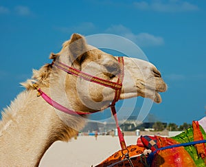 Head of a camel on a background of blue sky