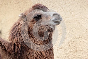 Head of a Camel (Camelus bactrianus)