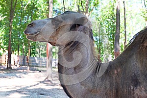 Head of a camel close-up.