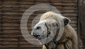 Head of a camel closeup.