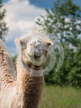 The head of a camel closeup on the blurry background