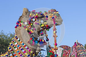 Head of a camel decorated with colorful tassels, necklaces and beads. Desert Festival, Jaisalmer, India