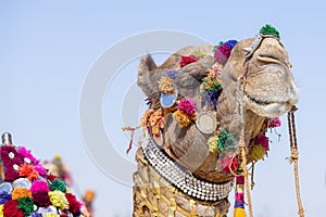 Head of a camel decorated with colorful tassels, necklaces and beads. Desert Festival, Jaisalmer, India
