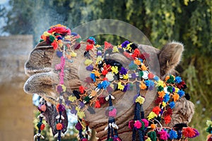 Head of camel decorated with colorful tassels, necklaces and beads. Desert Festival in Jaisalmer. India