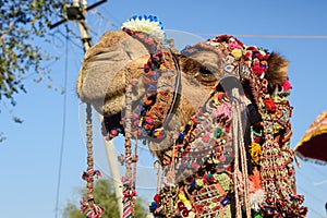 Head of camel decorated with colorful tassels, necklaces and beads. Desert Festival in Jaisalmer. India