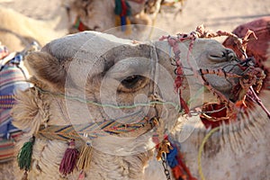 Head of a camel in the desert