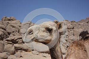 Head of a camel in the desert