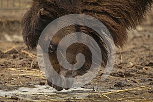 Head of camel drinking from dirty ground in cold day