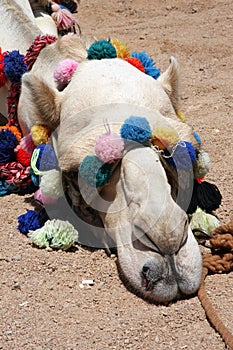 Head of a camel on a halt