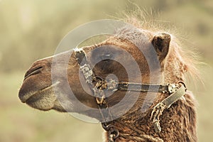 Head camel with harness. Animal