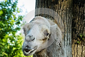The head of a camel photo