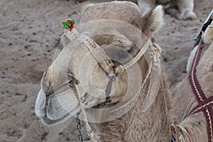 The head of a camel lying.