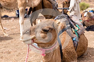 The head of a camel