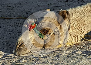 The head of a camel lying on the sand close-up. Egypt