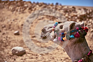 Head of the camel with multi-colored bridle in the desert