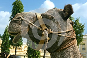 Head of a camel on Mysore Palace in Mysore City