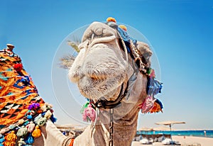 Head of the camel with open eyes, close-up, portrait, Egypt