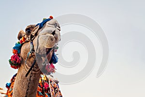 Head of the camel with open eyes, close-up, portrait, Egypt