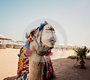 Head of the camel with open eyes, close-up, portrait, Egypt