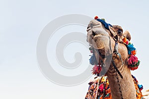 Head of the camel with open eyes, close-up, portrait, Egypt