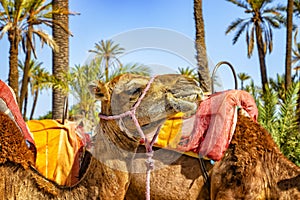 The head of camel in a Palmeraie near Marrakesh, Morocco. The sahara desert is situated in Africa. Dromedars are staying in sand