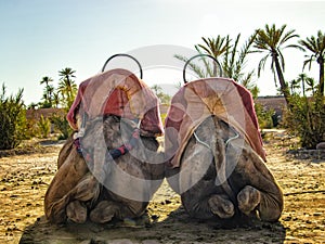 The head of camel in a Palmeraie near Marrakesh, Morocco. The sahara desert is situated in Africa. Dromedars are staying in sand