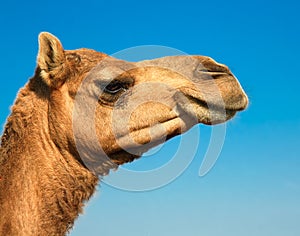 Head of a camel on safari -