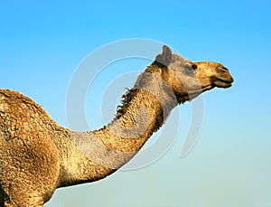 Head of a camel on safari - desert