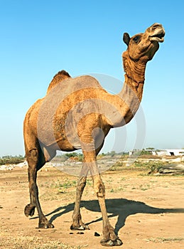 Head of a camel on safari - desert