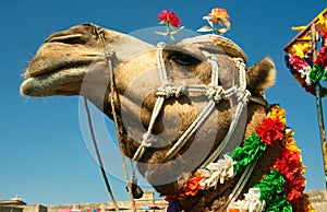 Head of a camel on safari - desert