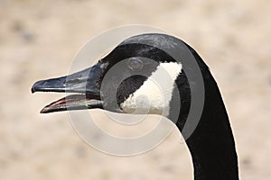 Head of Canada goose