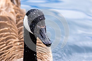 Head of a Canada goose with water drops