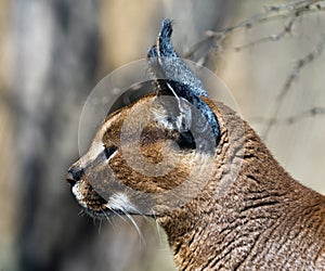 Caracal. Side view