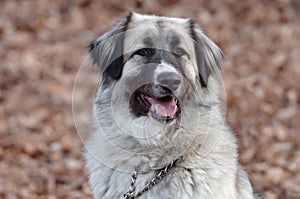 Head of a carpathian shepperd photo