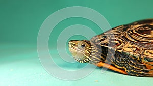 the head of a Caspian turtle. terrapin, tortoise isolated on a green background