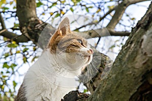 Head of a cat climbing a tree in the garden