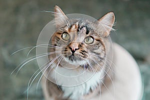 the head of a cat with green eyes. Looks up