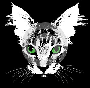 Head of a cat with green eyes. Vector