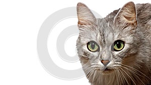 Head cat, on white background. Funny large longhair gray kitten with beautiful big green eyes lying on white