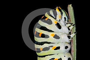 Head of caterpillar photo