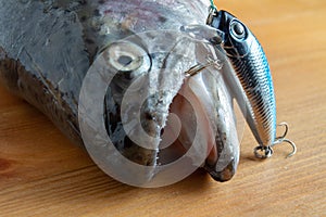 The head of a caught fish with a wobbler in its mouth