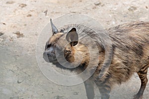 Striped hyaena photo