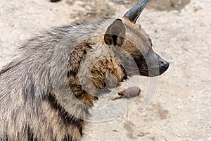 head-Striped hyaena photo